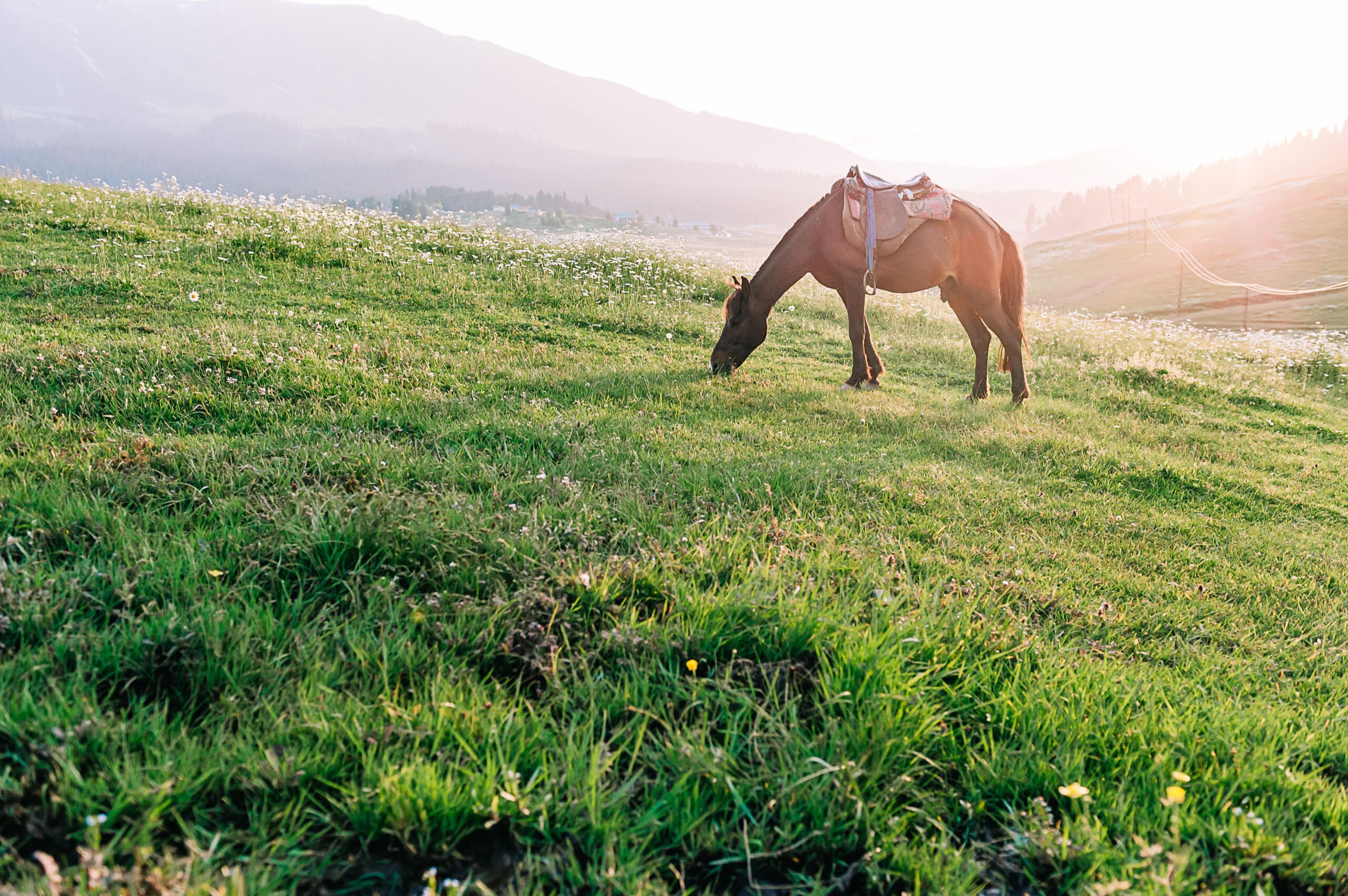 Horse grazing in a meadow in Gulmarg, a popular tourist destination